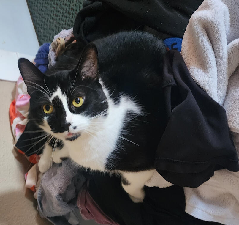 Marvin! (loves to sit in laundry)