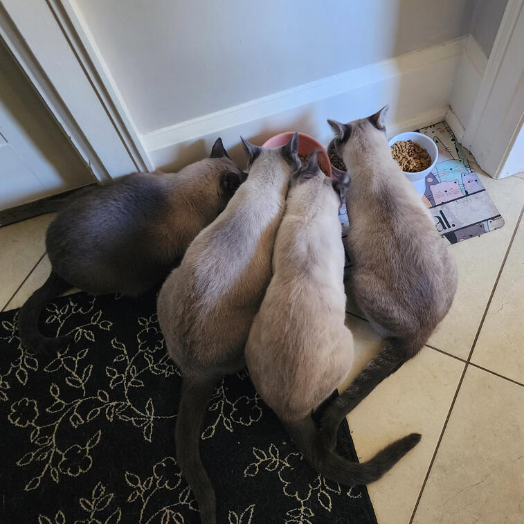 Heinz, Frick, Mellon, Rosie,