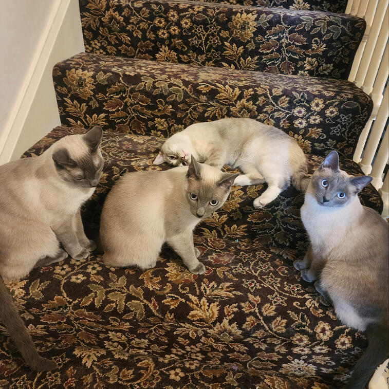 Beals, et al (The Kitten Crew)